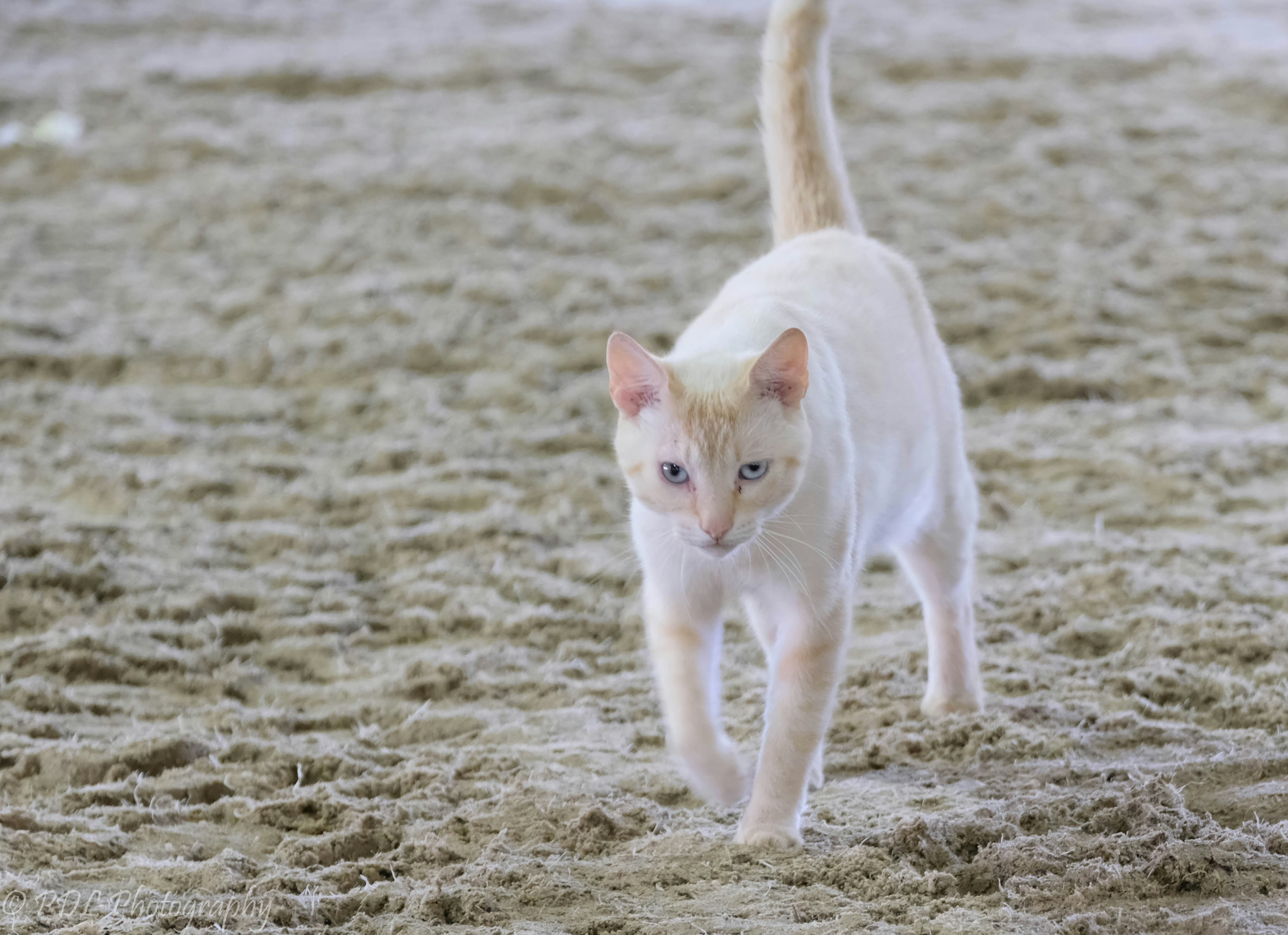 昼間に茶色の砂の上を歩く白猫の写真 Unsplashで見つけるグレーの無料写真
