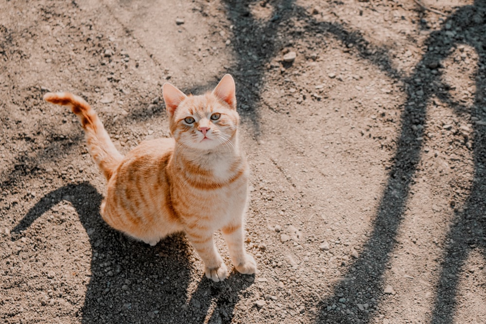 orange tabby cat on gray concrete floor