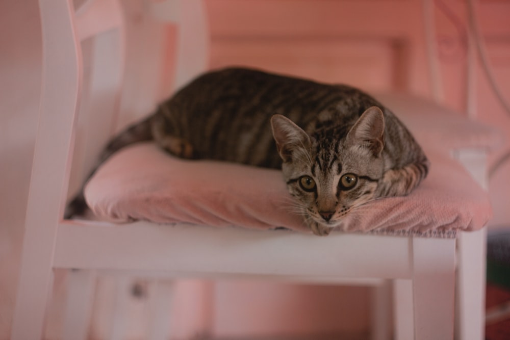 brown tabby cat lying on pink textile