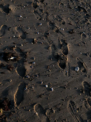 Footprints trailing along the shoreline at dawn.