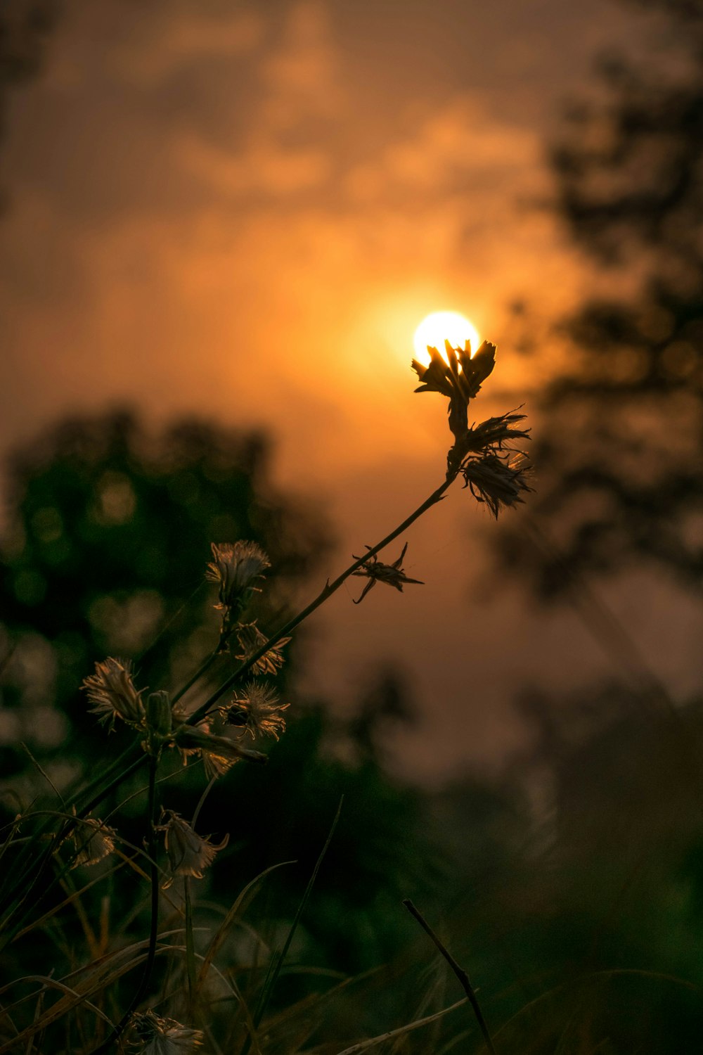 flor amarela na lente de deslocamento de inclinação