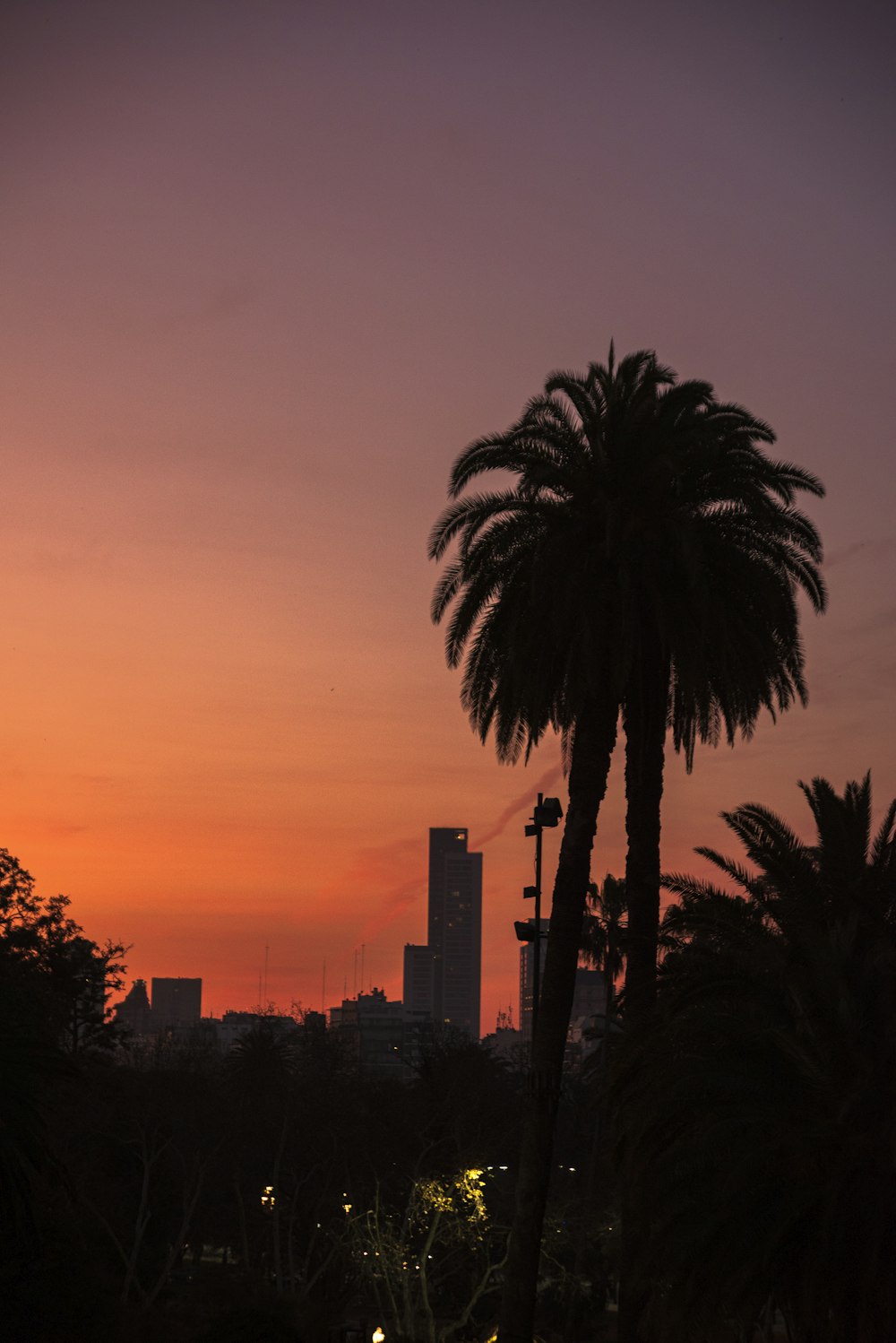 palm tree near building during sunset