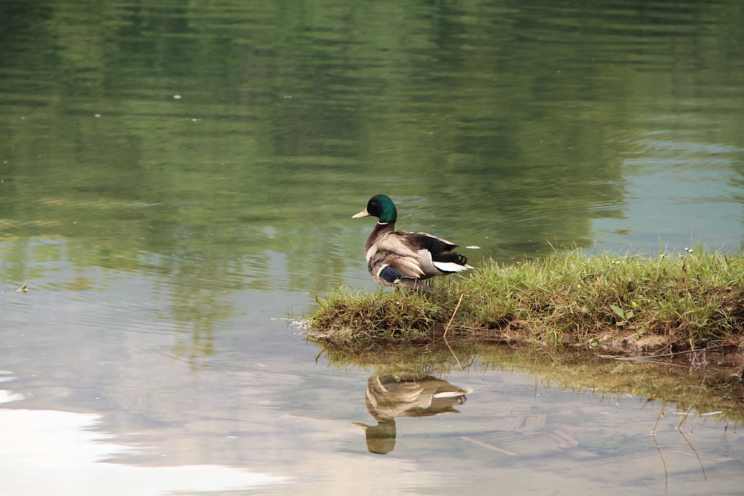 Almond pressed duck