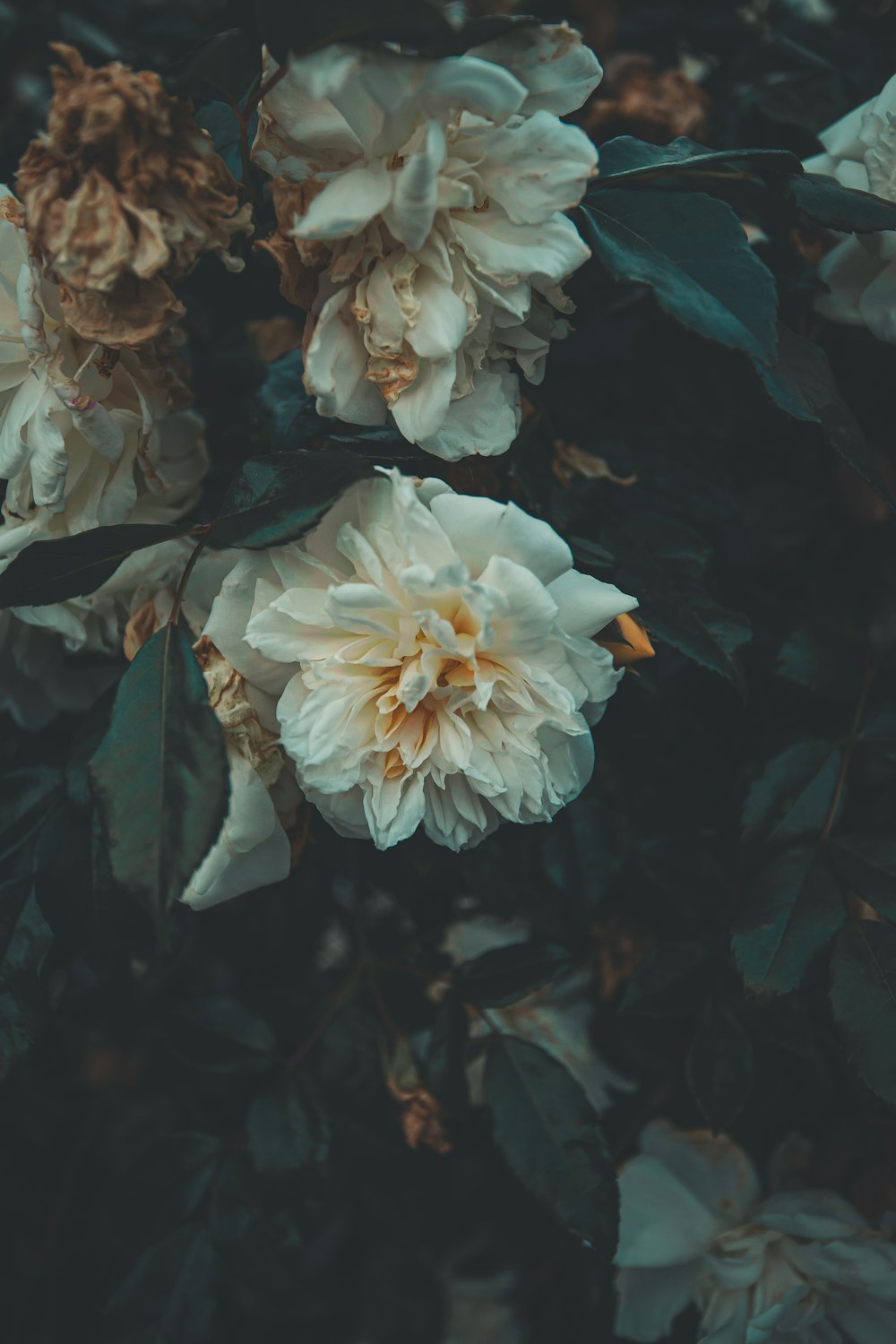 Flor blanca y amarilla en fotografía de primer plano