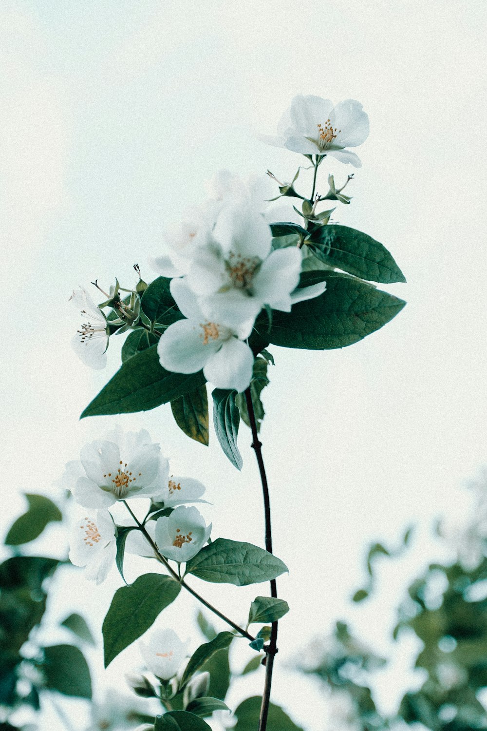 white cherry blossom in close up photography