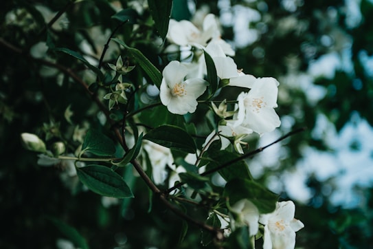 White flowers are in bloom on a lush green plant, with soft, blurred foliage in the background creating a serene and natural setting.