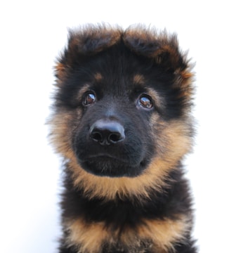 Screenshot of Mailandermann.com homepage featuring German Shepherd puppies.