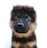 A young German Shepherd puppy with fluffy fur and curious, bright eyes. The pup has a mix of black and brown fur and a gentle, attentive expression. The background is plain white, emphasizing the puppy's features.
