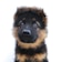 A young German Shepherd puppy with fluffy fur and curious, bright eyes. The pup has a mix of black and brown fur and a gentle, attentive expression. The background is plain white, emphasizing the puppy's features.