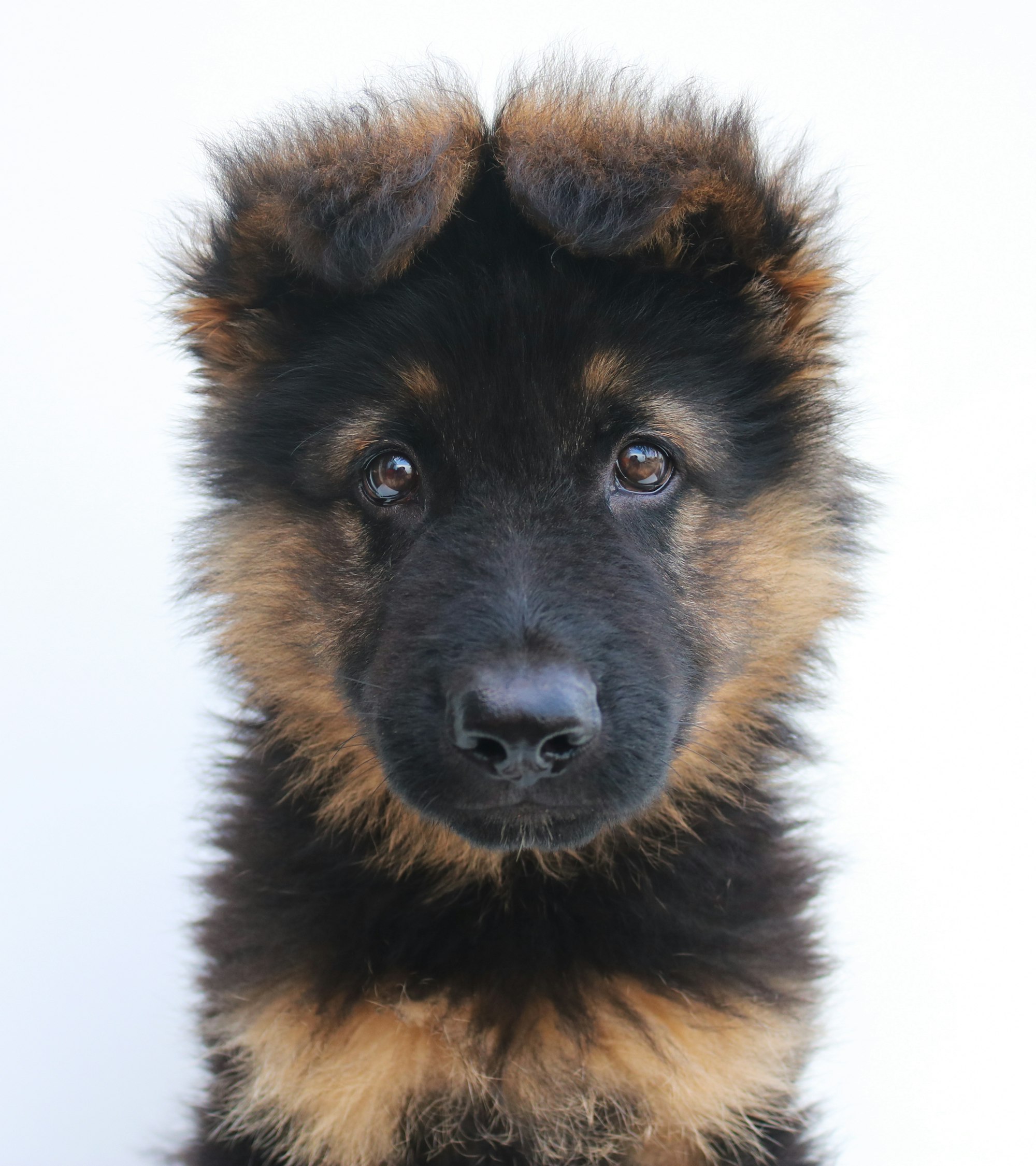 german shepherd cute puppy dog eyes