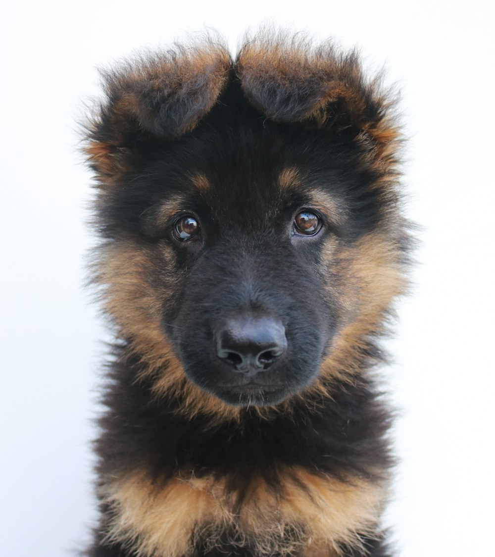 black and tan german shepherd