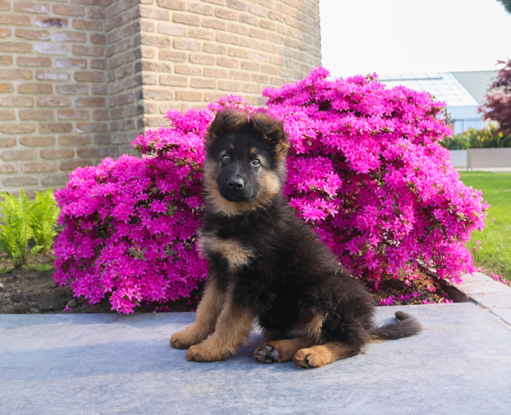 black and tan german shepherd puppy sitting on gray concrete floor