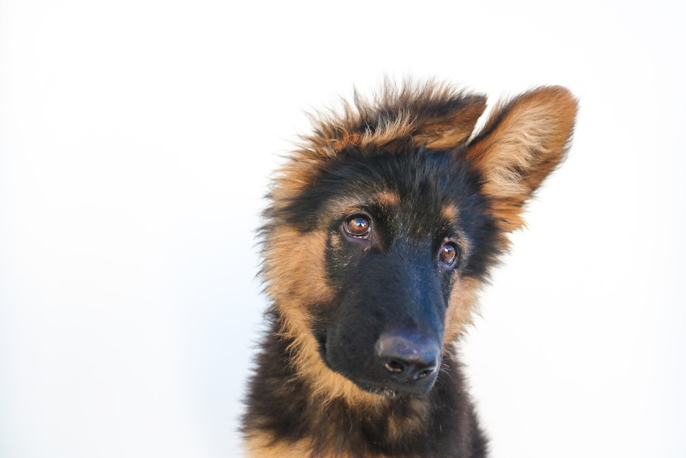 black and tan german shepherd