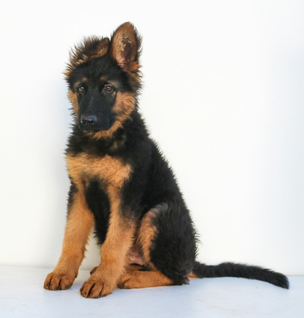 black and tan german shepherd puppy