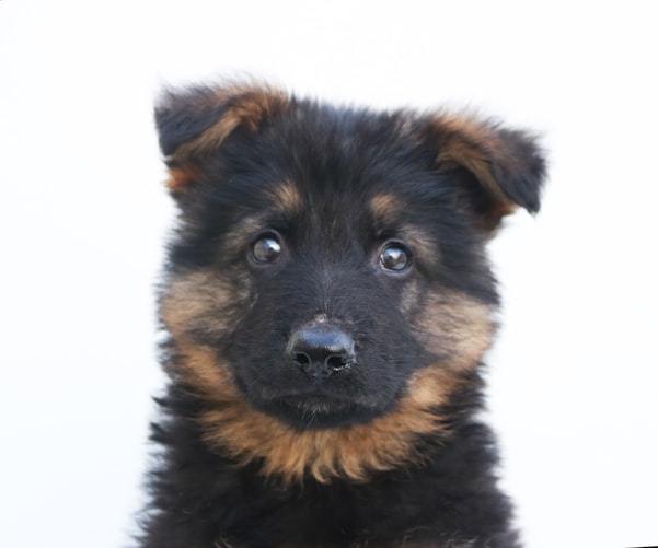 german shepherrd puppy