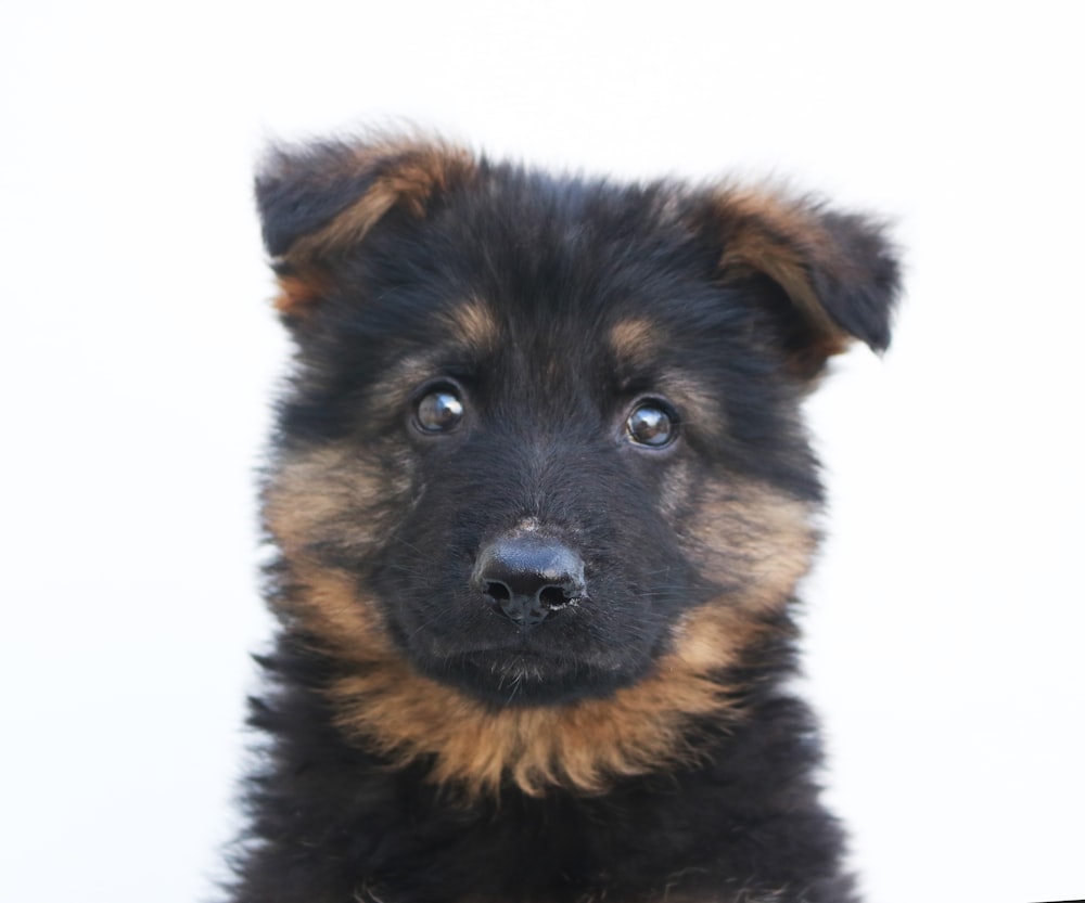 black and tan german shepherd