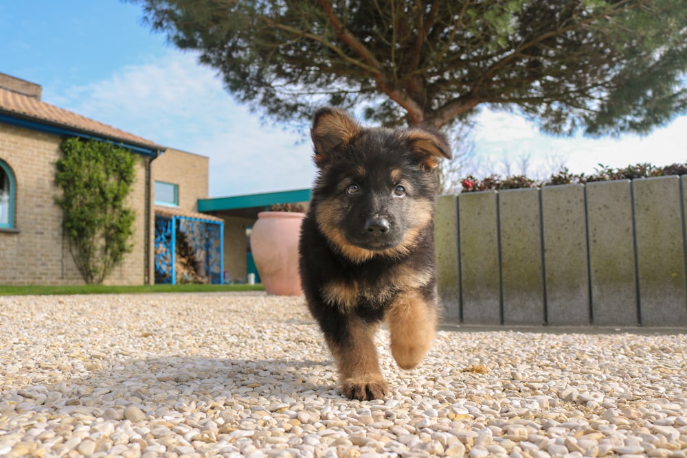 日中の茶色の土の上の黒と黄褐色のジャーマンシェパードの子犬