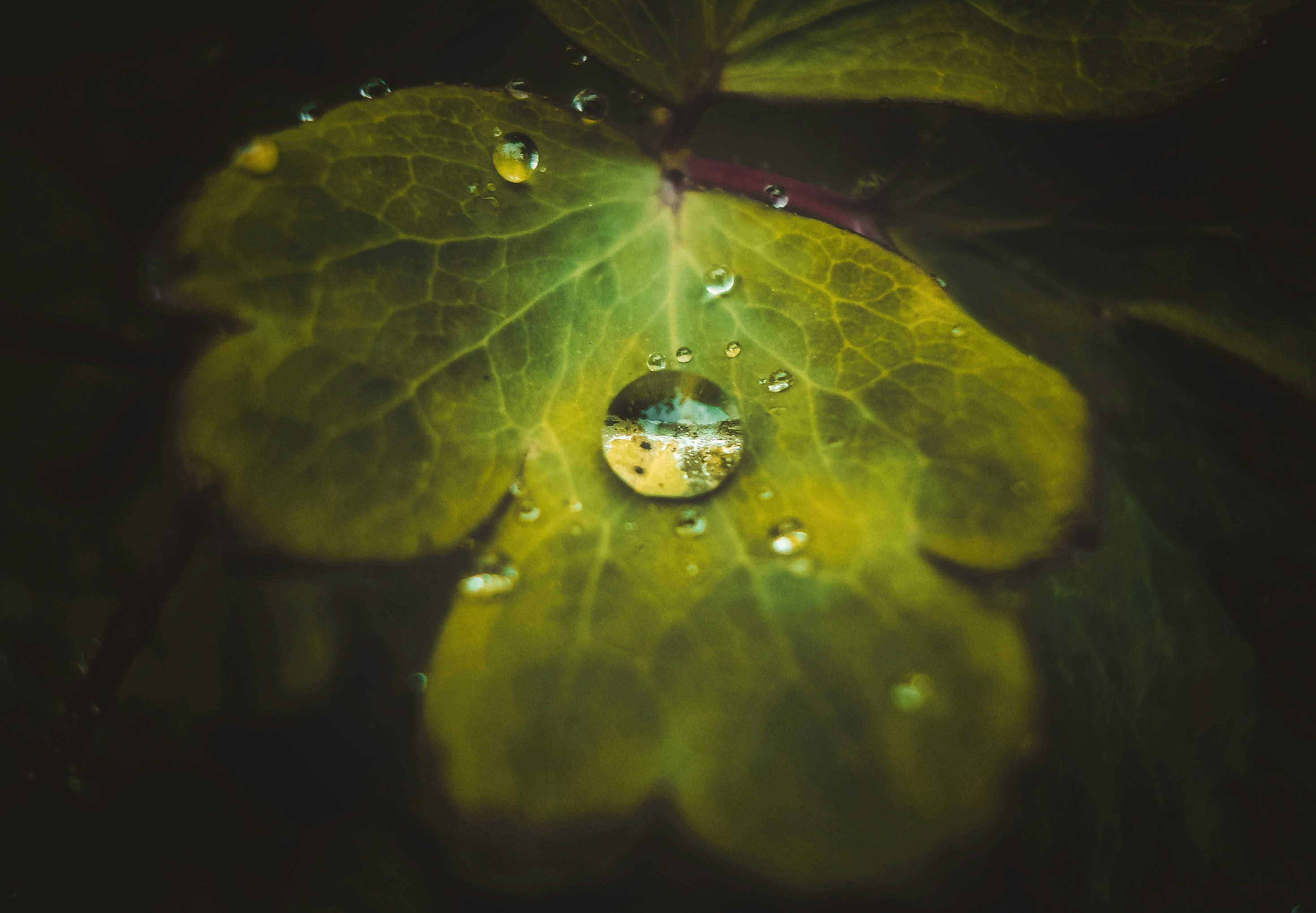 Extreme macro photograph of a single dewdrop on a leaf reflecting a miniature galaxy and nebula within it