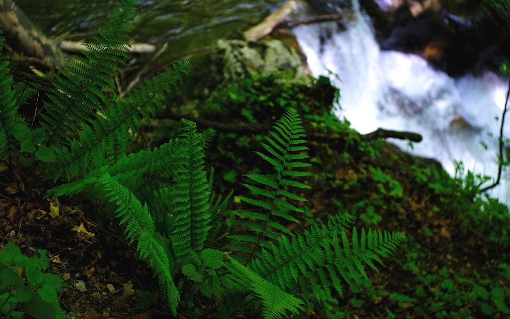 green fern plant near water falls