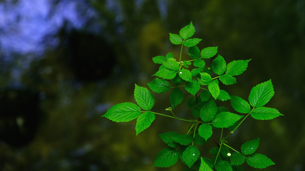 green leaf plant in close up photography