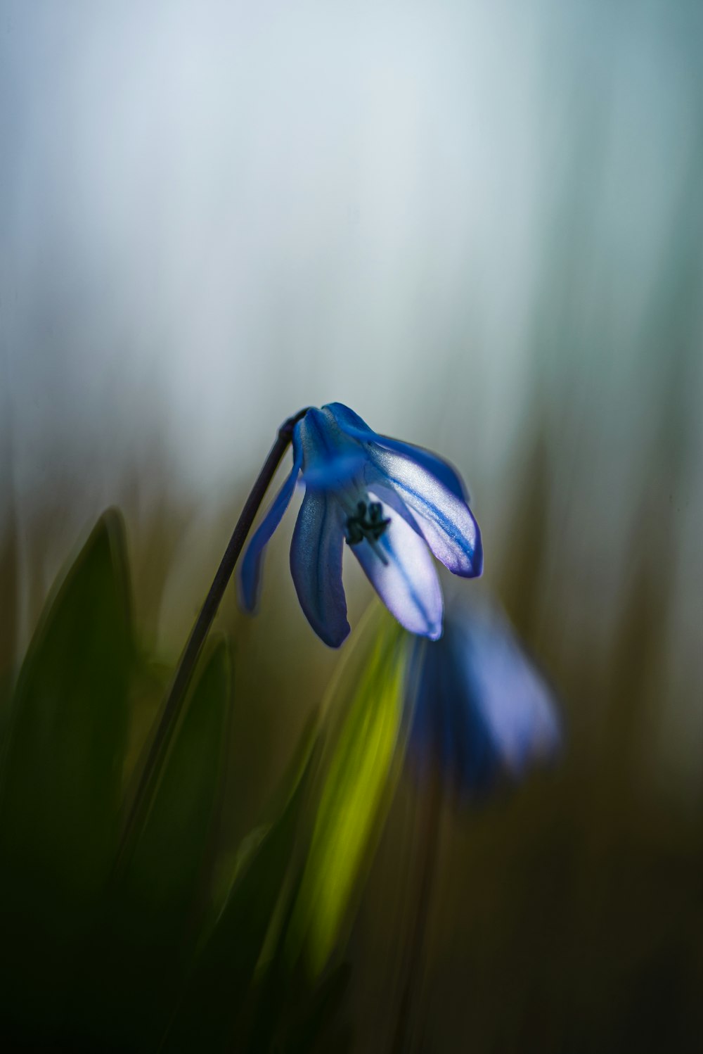 blue flower in tilt shift lens