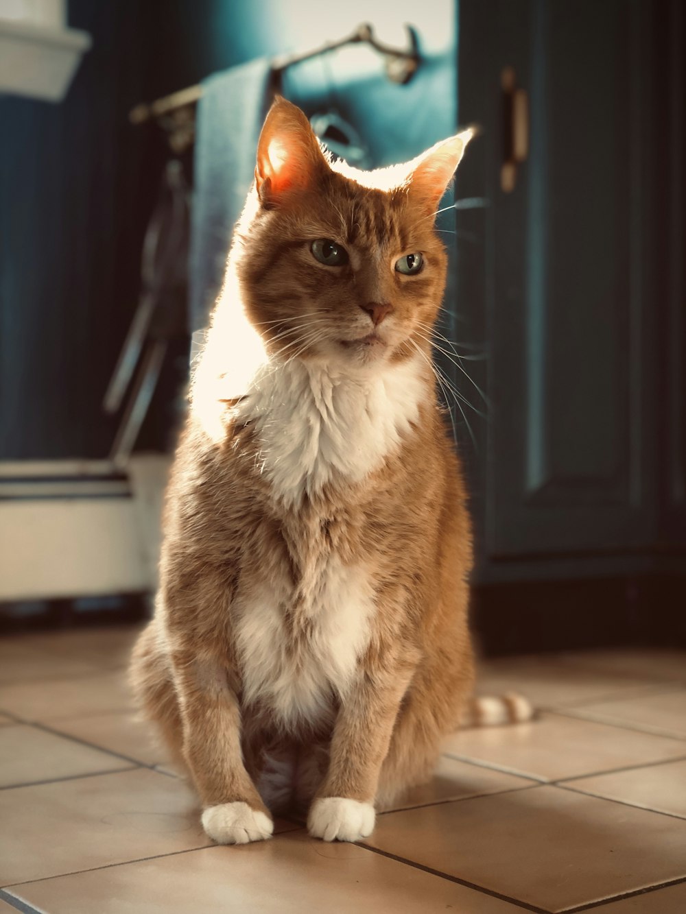 gato marrom e branco em azulejos de piso brancos