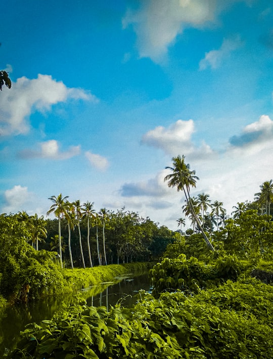 green trees under blue sky during daytime in Kottayam India