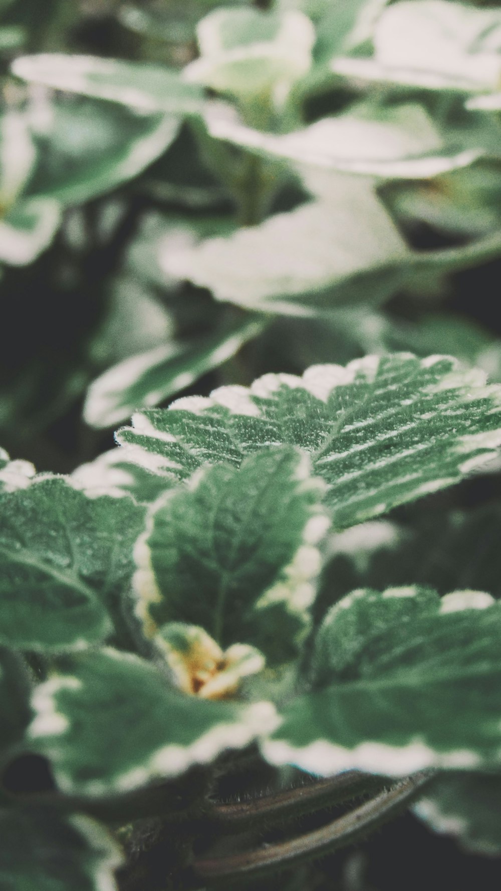 green leaf plant in close up photography