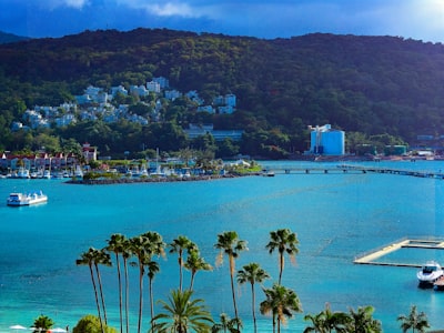 green palm trees near body of water during daytime trips zoom background