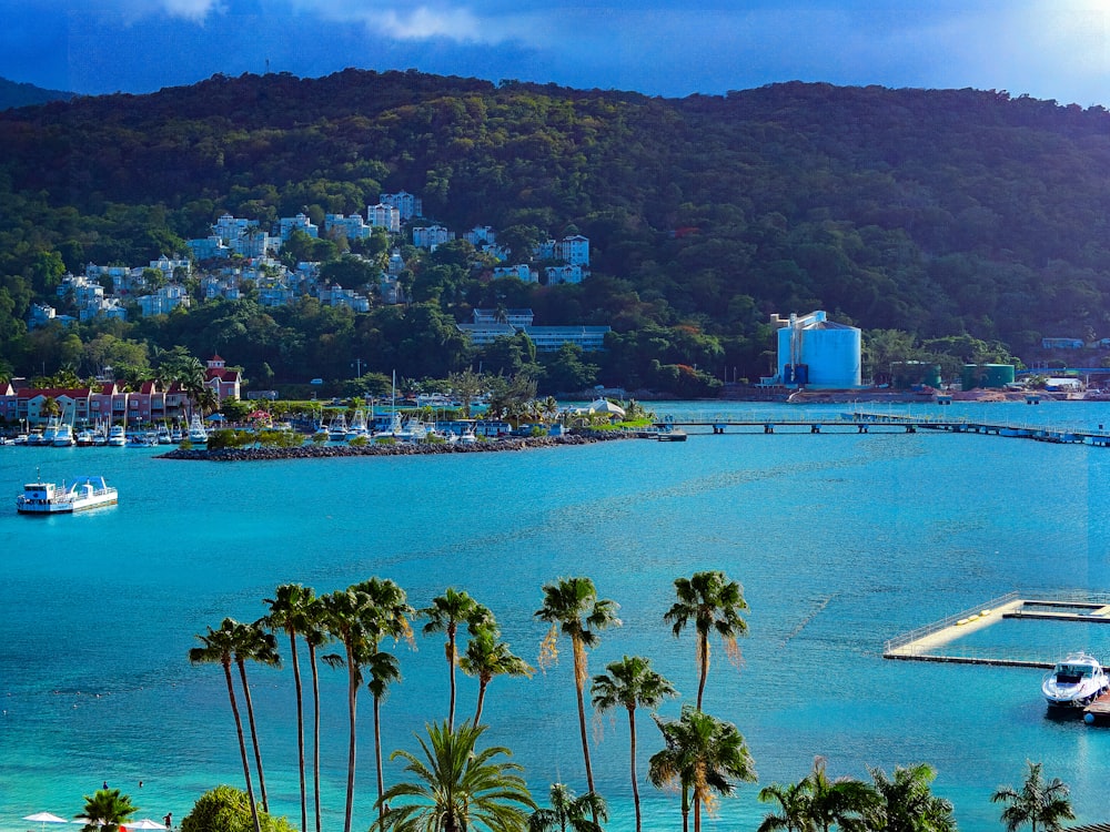 green palm trees near body of water during daytime