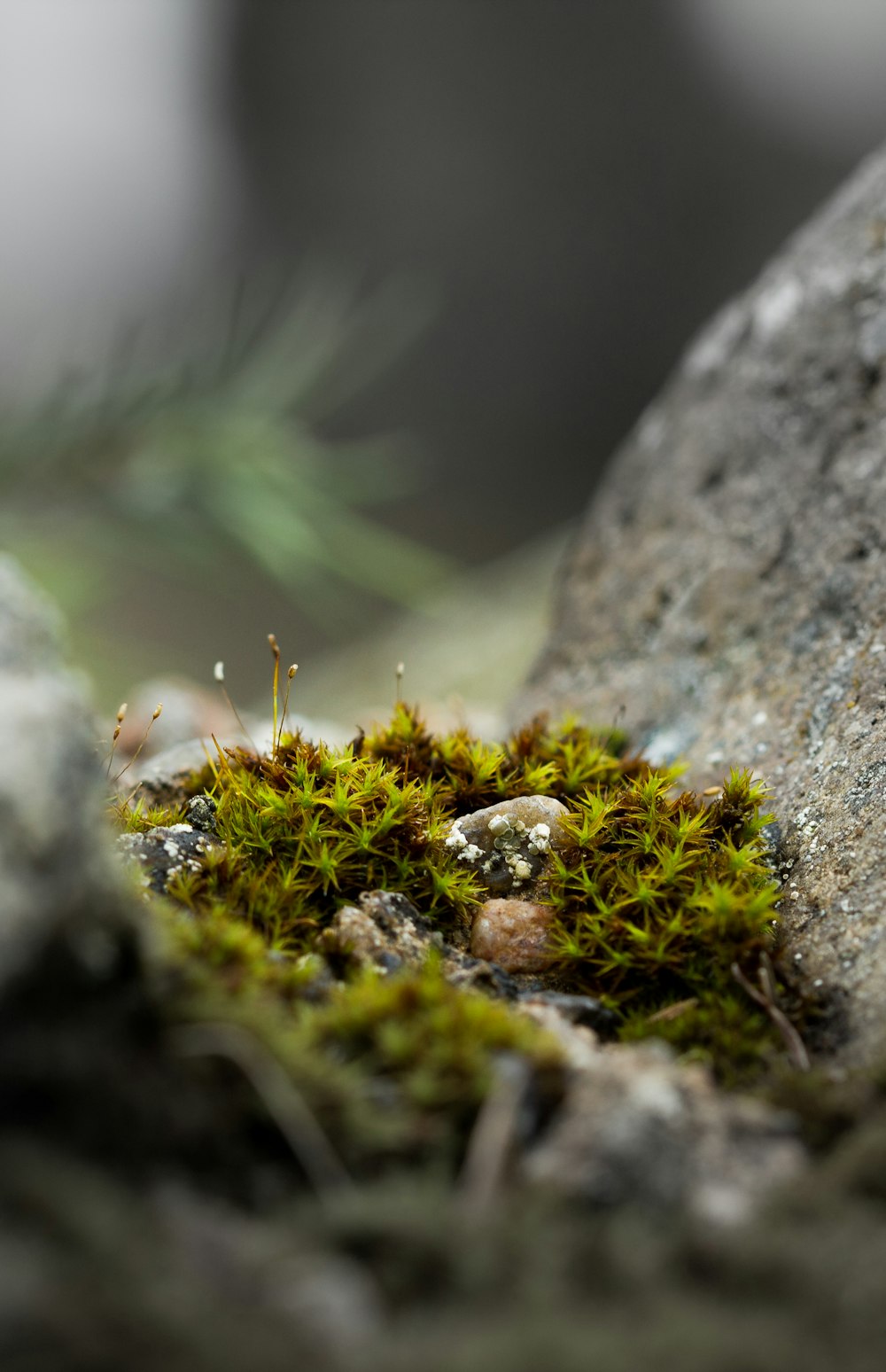 green grass in tilt shift lens