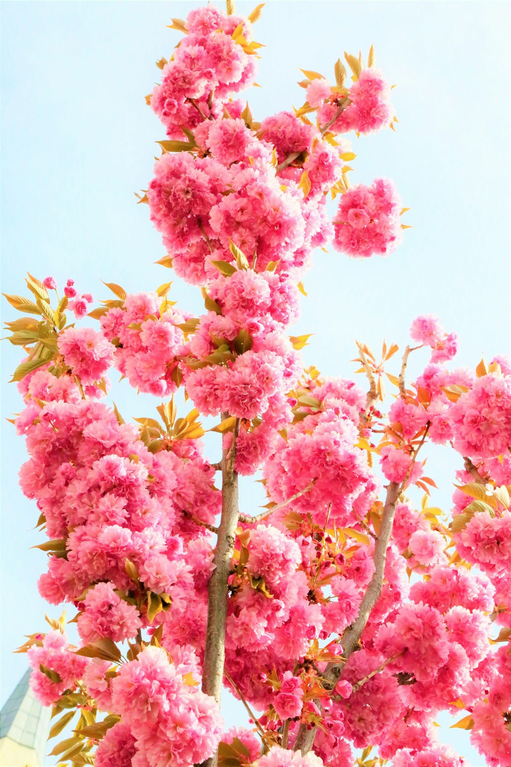 pink and white flowers during daytime