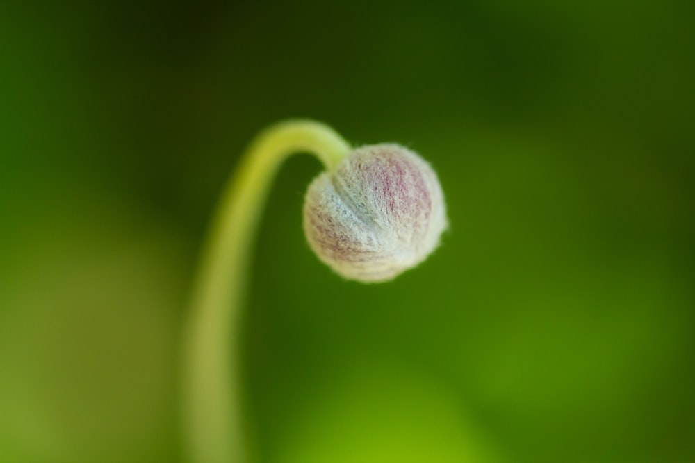 purple flower bud in macro photography