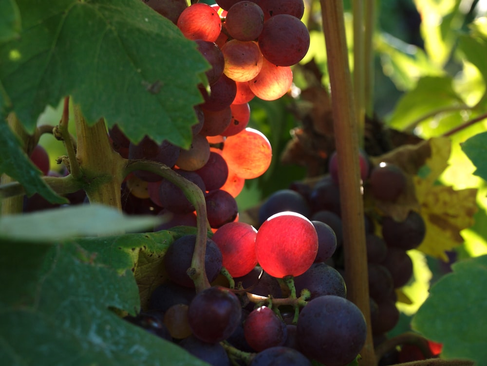 red and purple grapes on green leaves