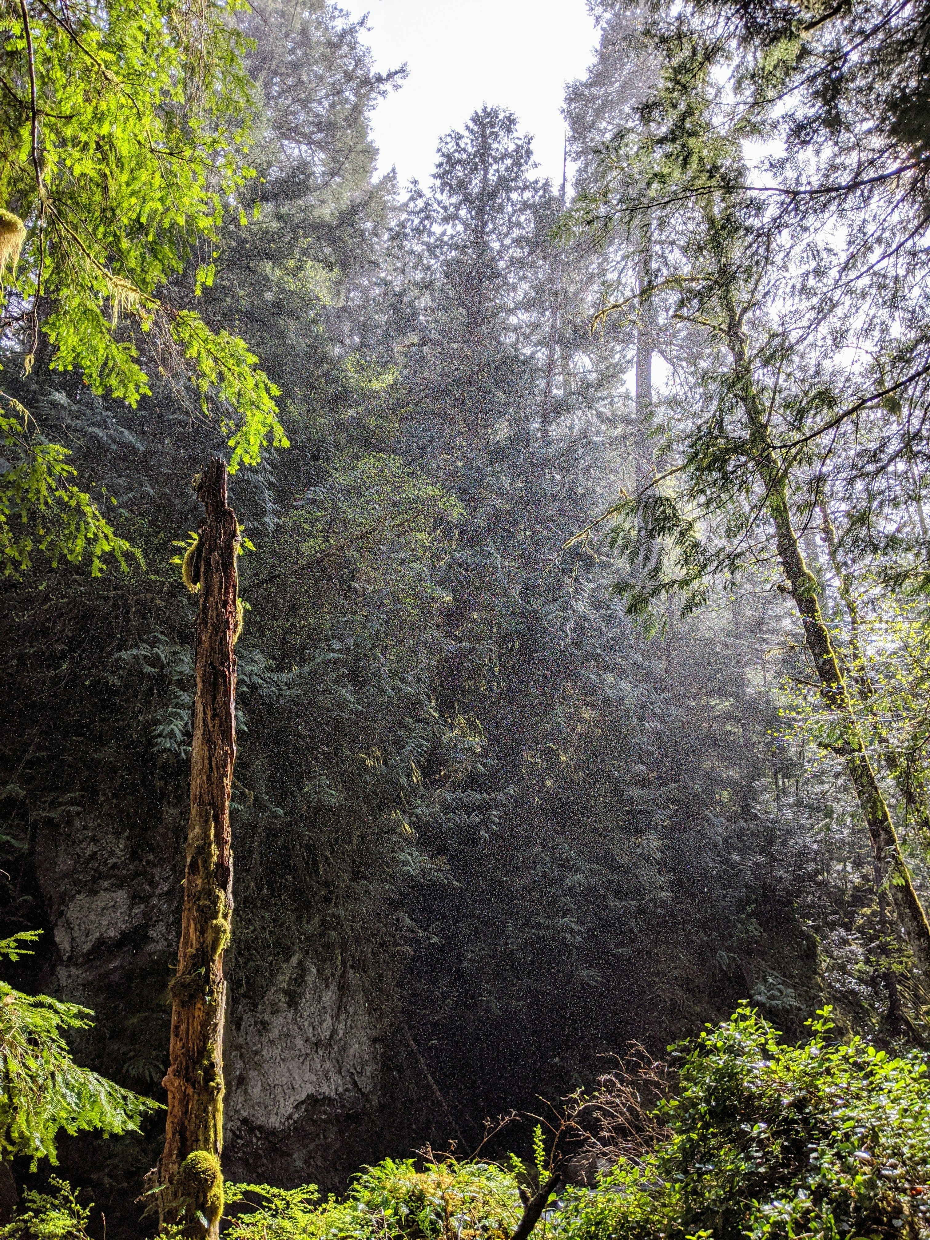 green trees on forest during daytime