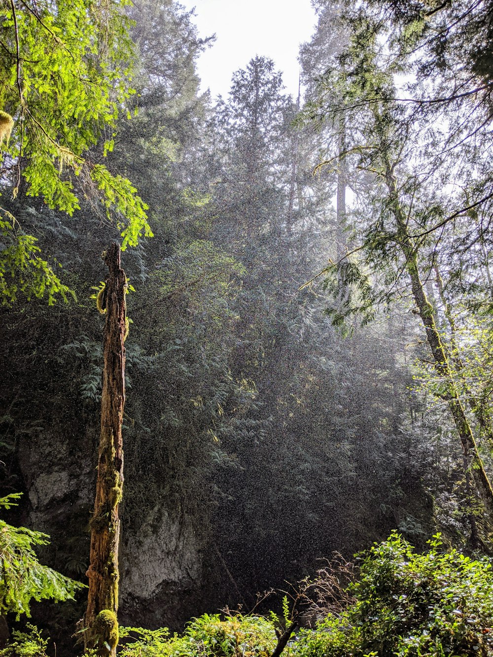 green trees on forest during daytime