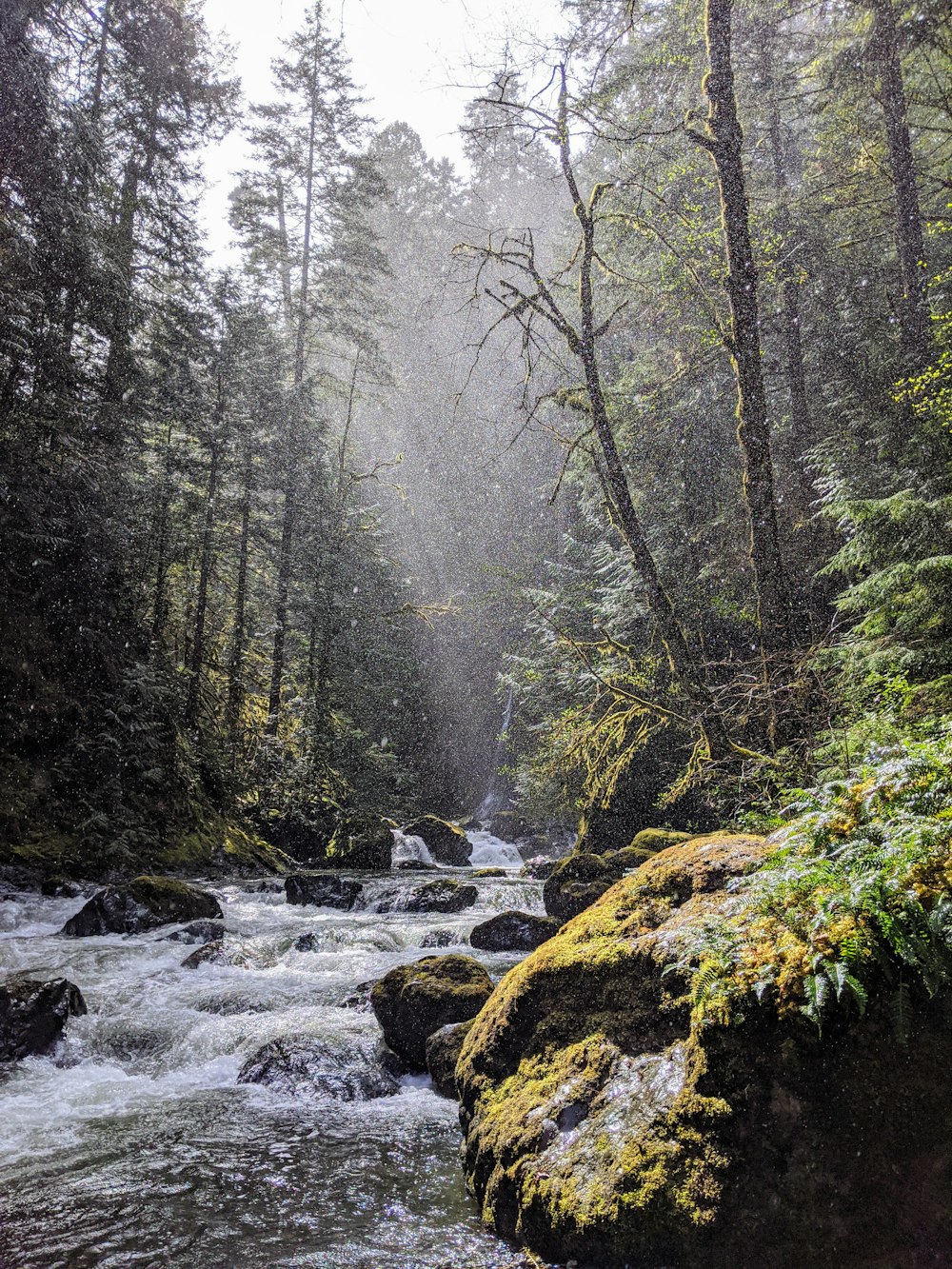 river in the middle of forest during daytime