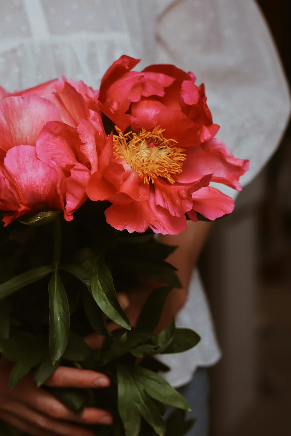 pink flower in macro shot