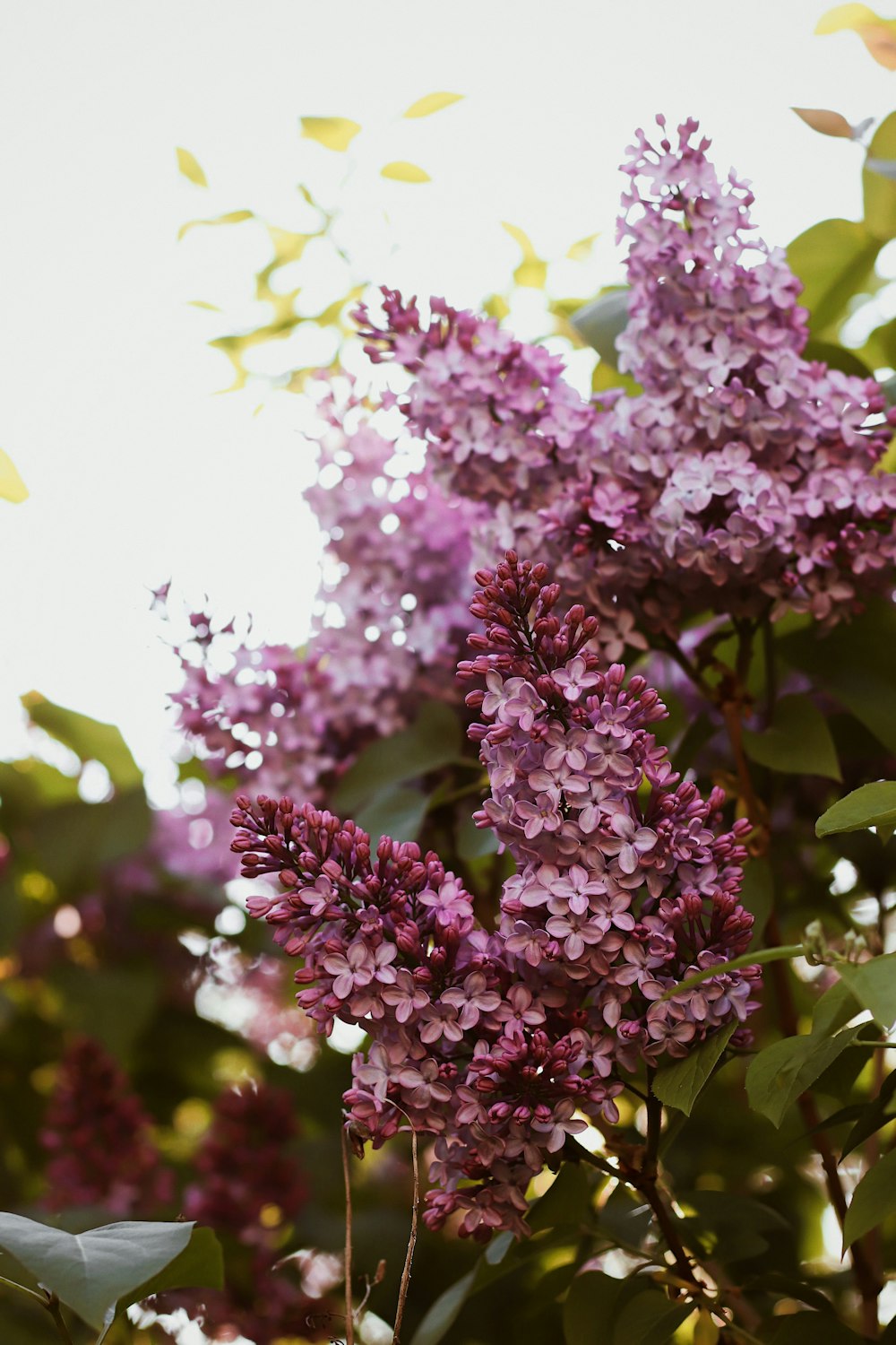 purple flowers in tilt shift lens