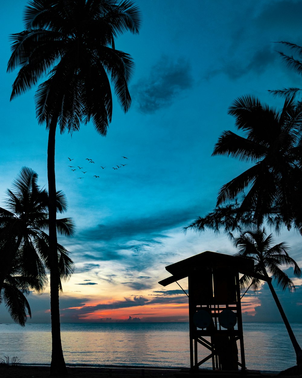 silhouette of palm tree near body of water during sunset