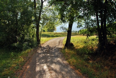 green trees near river during daytime