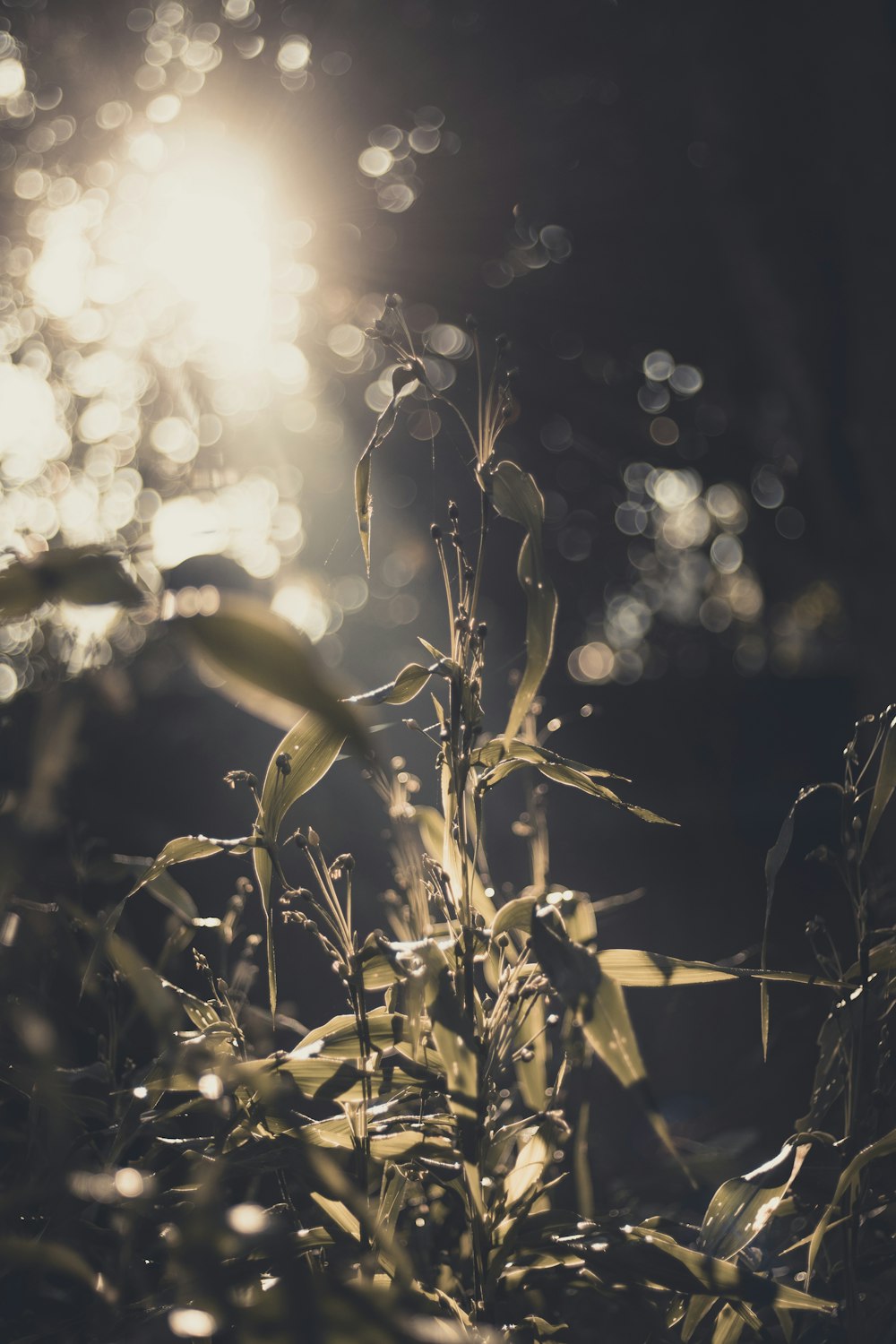 green plant with sun light