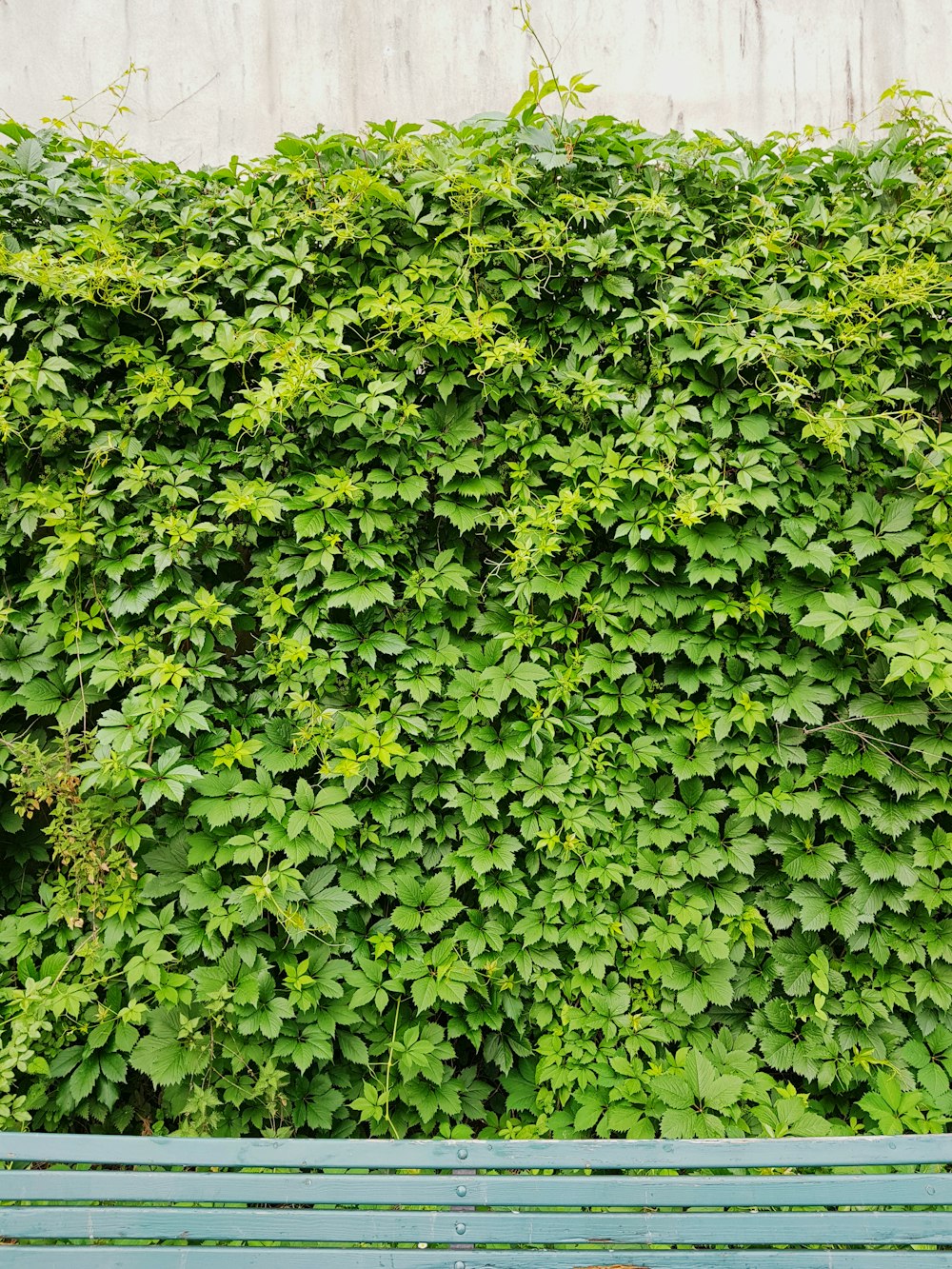 green leaves on green grass during daytime