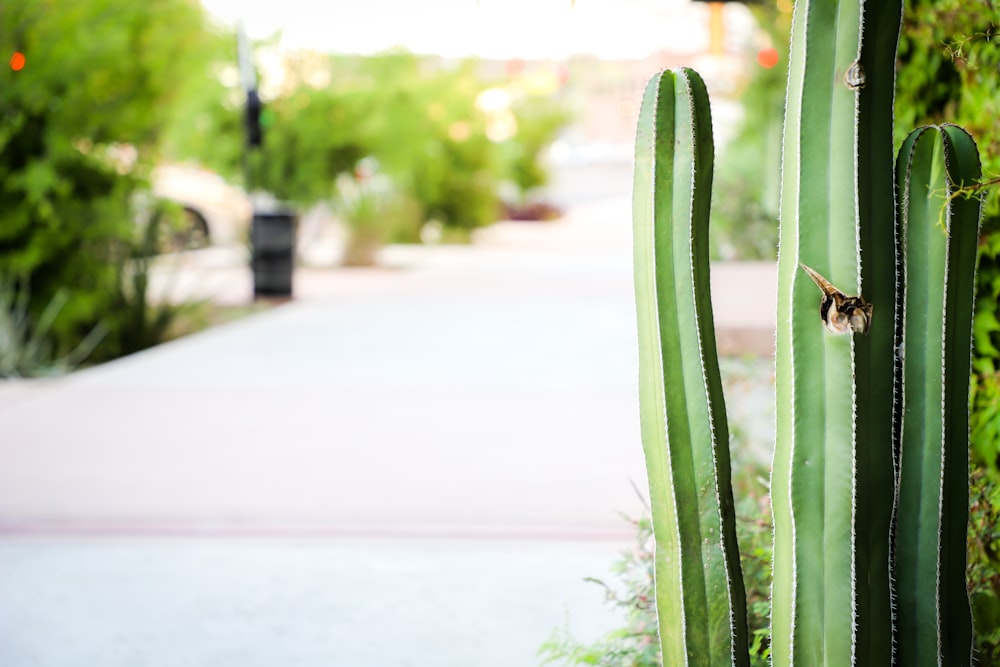 green cactus plant on gray concrete floor