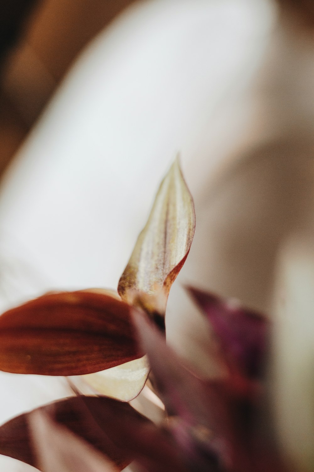 red and white flower in close up photography