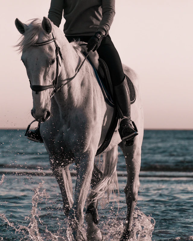 Equestrian Photography