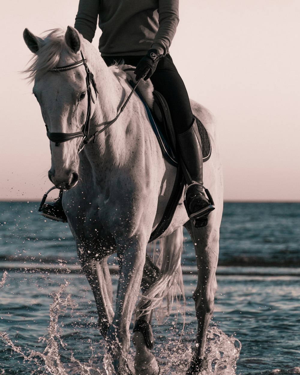 pessoa que monta no cavalo branco na praia durante o dia