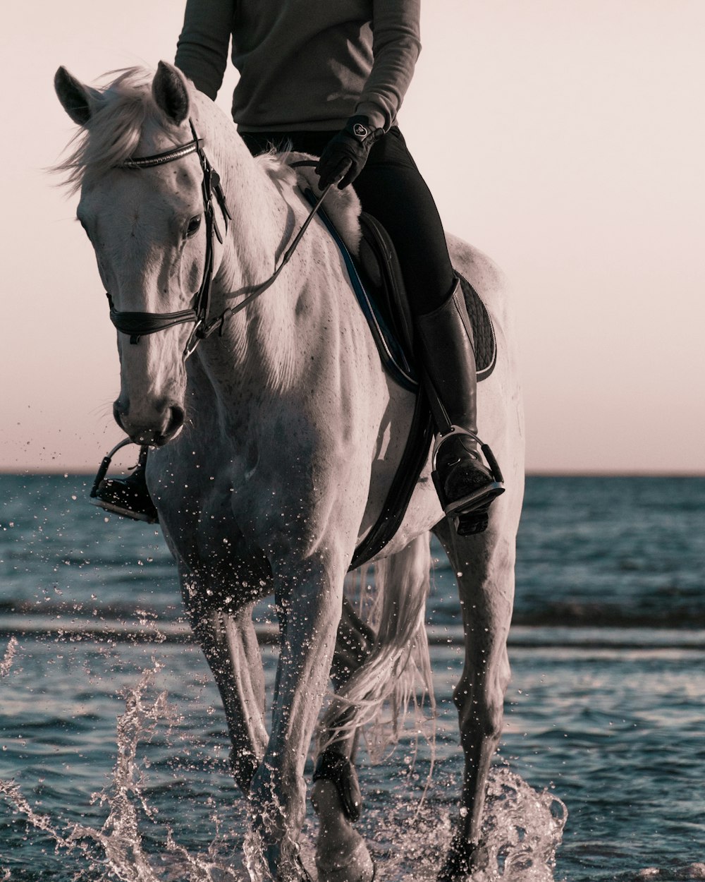 persona che cavalca sul cavallo bianco sulla spiaggia durante il giorno
