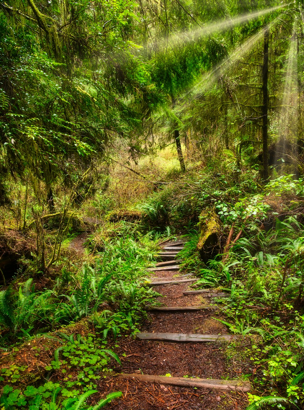 brown wooden pathway between green trees