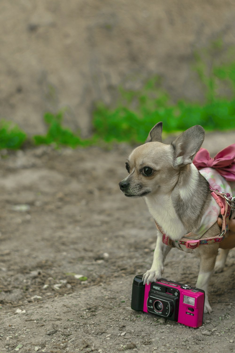 brown and white chihuahua with red leash